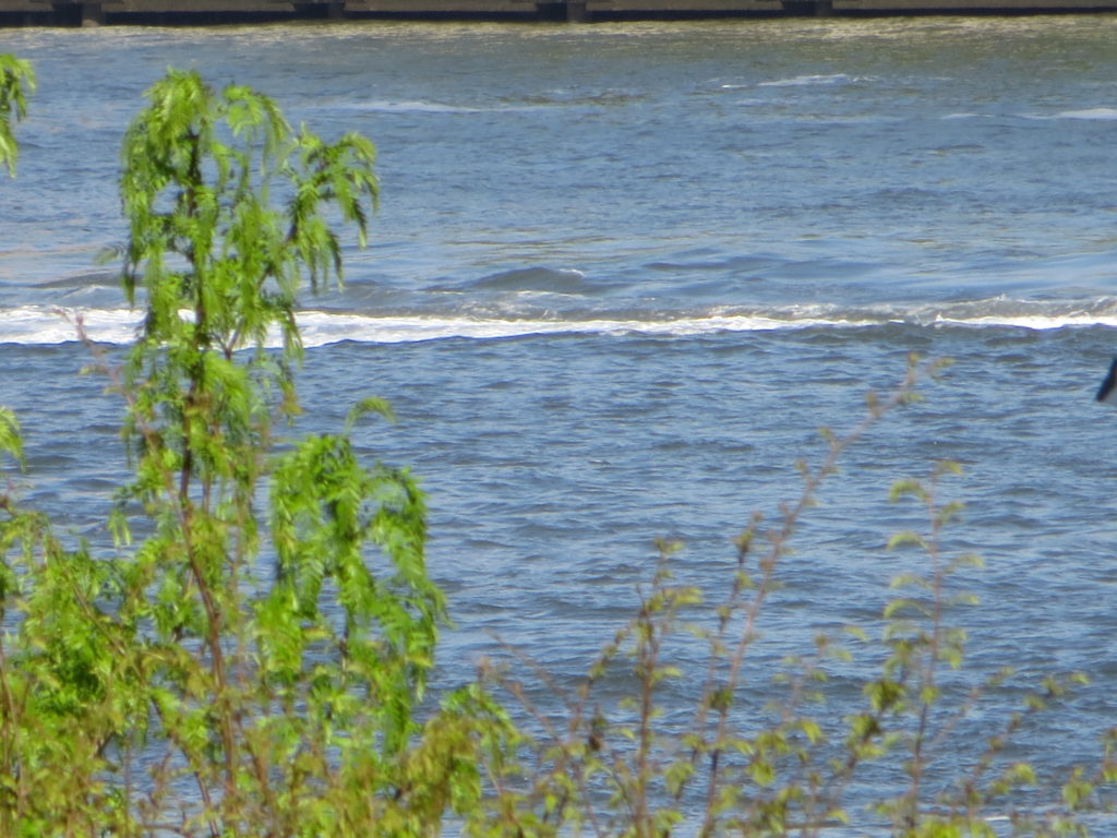 a body of water with green plants growing in front of it